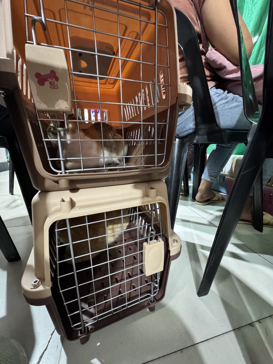 How to Prepare Your Cats for Spay/Neuter Surgery (And Recovery Tips)