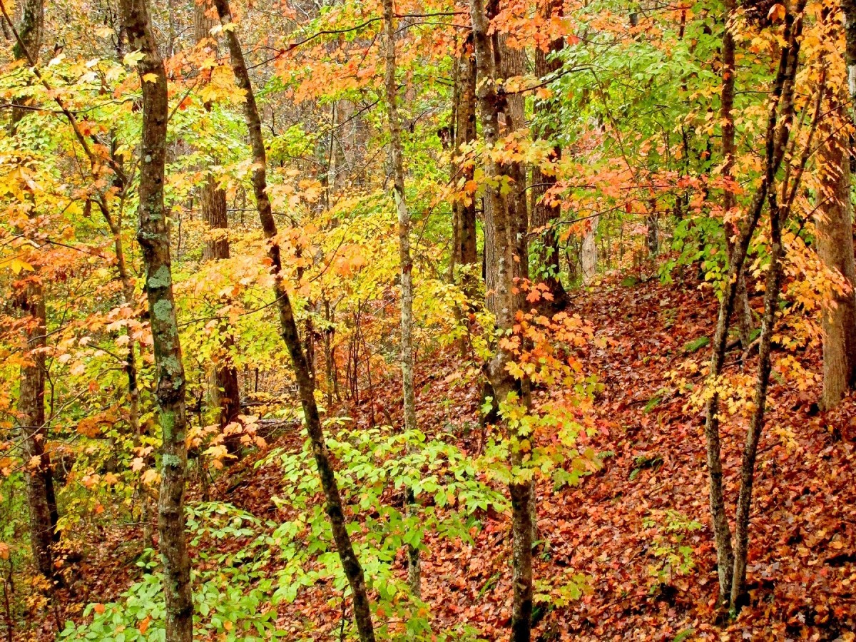 Humility, Grace, and Silent Gratitude