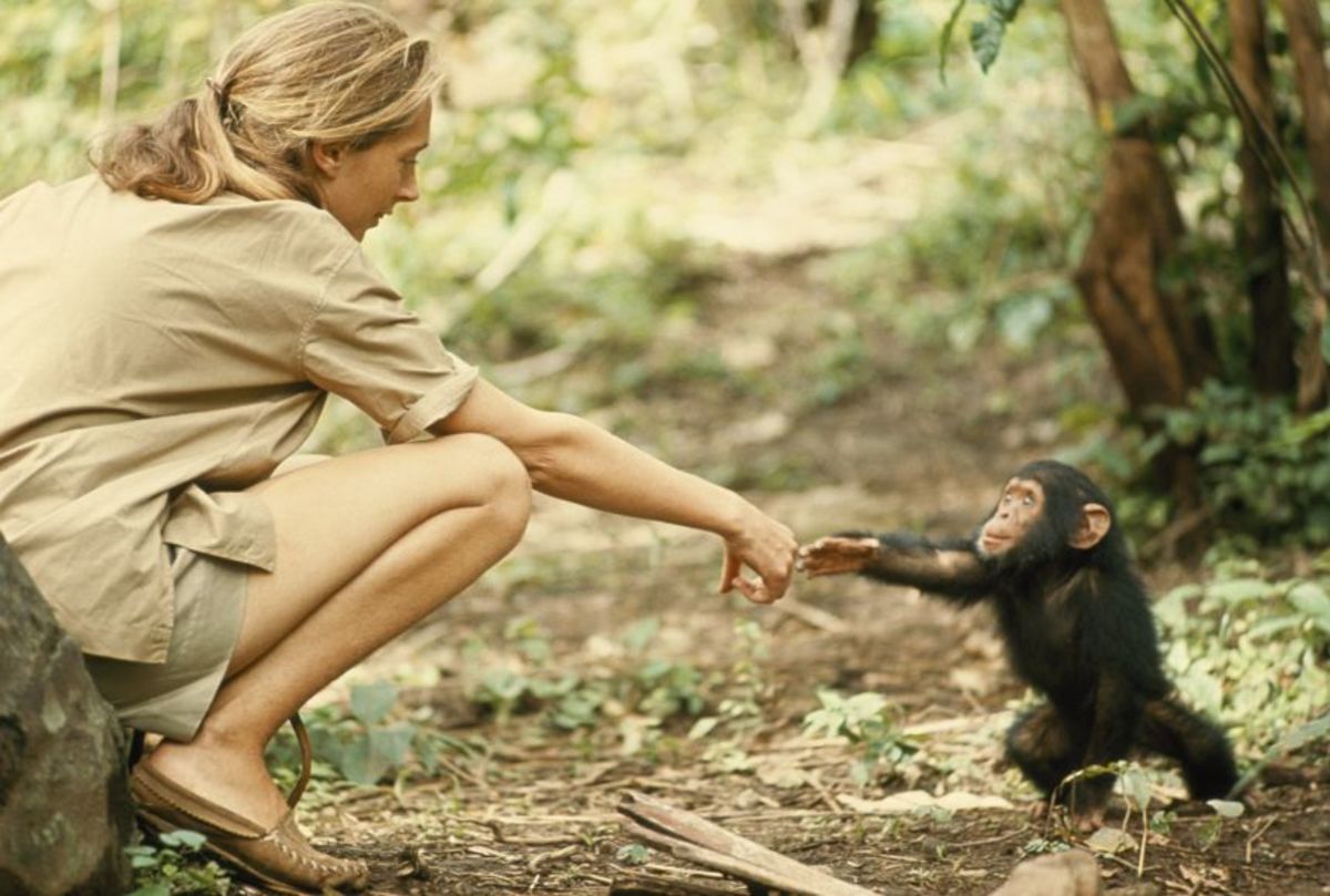Honouring the Legacy of Dr Jane Goodall