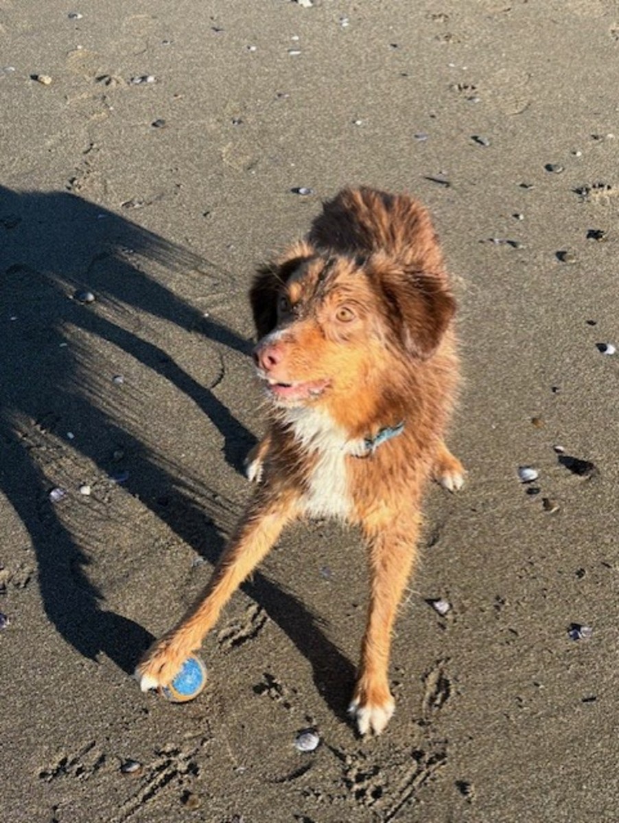 City to Shore: FitBark 's Waterproof Tech for Dogs and Their Owners