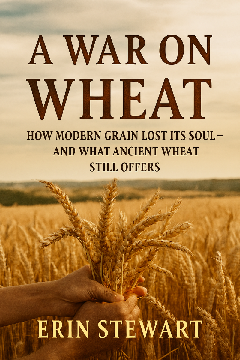 A War on Wheat: How Modern Grain Lost Its Soul—and What Ancient Wheat Still Offers