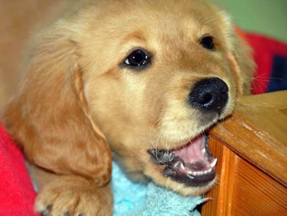 Why Your Puppy is Chewing Everything: A Guide to Causes and Solutions