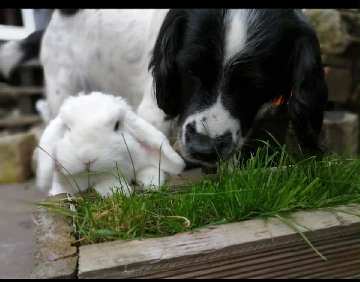 In Loving Memory of Buck – An Ex-Gun Dog Who Became the Best Family Pet ...