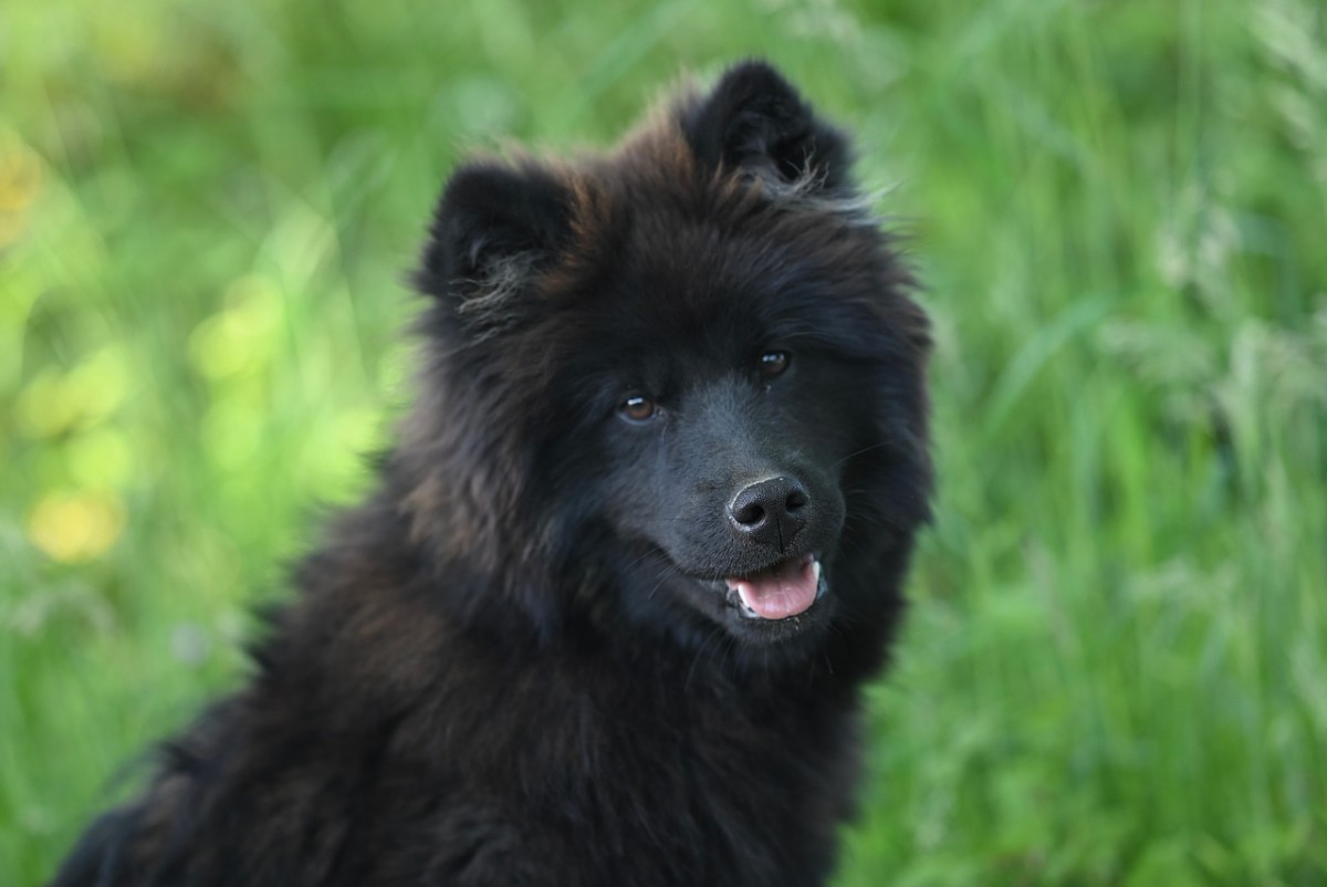 The Definitive Top 20 Most Popular Dog Names (And How to Choose Yours)