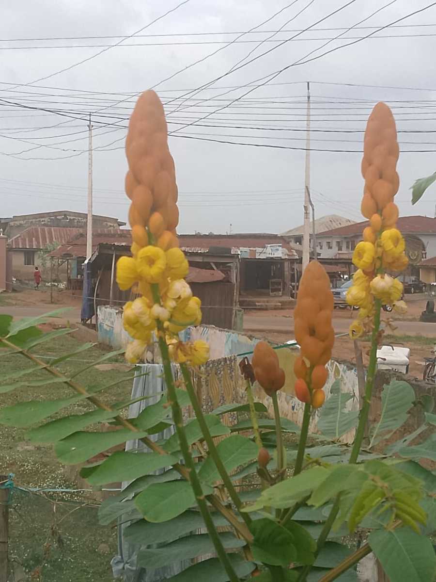 Perhaps One Day I Would Be Lost on Sepals of Love