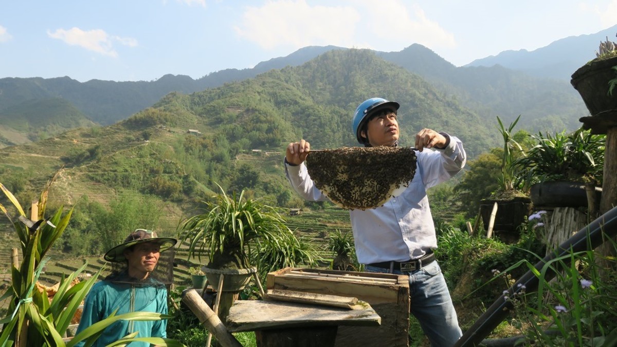 Beekeeping in Asia’s Rubber Plantations