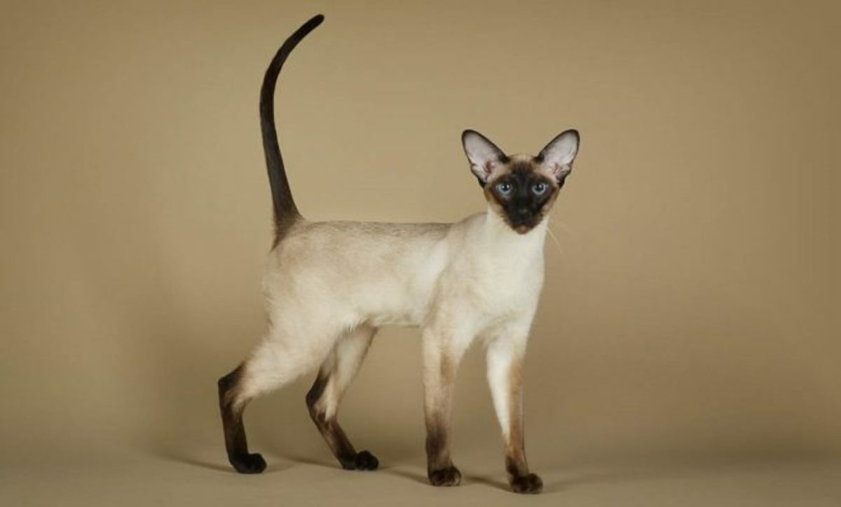 Fancy Felines: The Siamese Cat