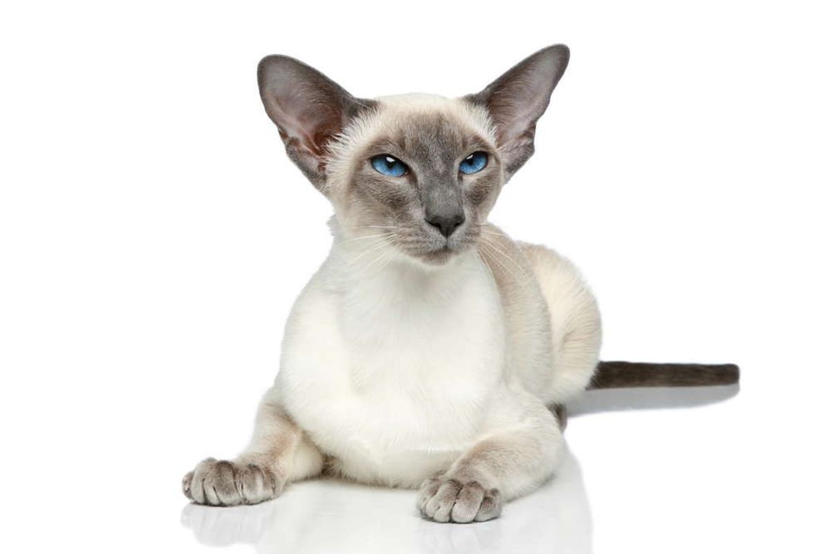 Fancy Felines The Siamese Cat HubPages