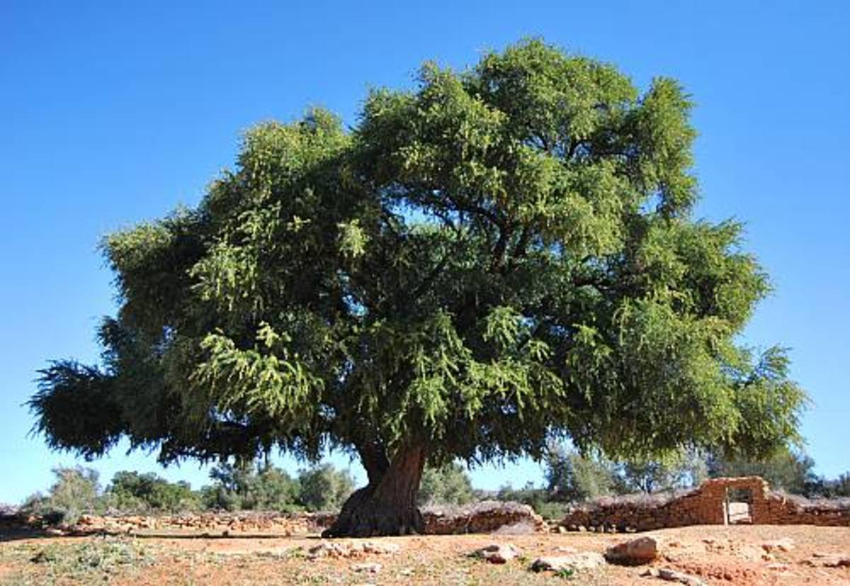 Some Mysteries of the Plant World and the Science Behind Them