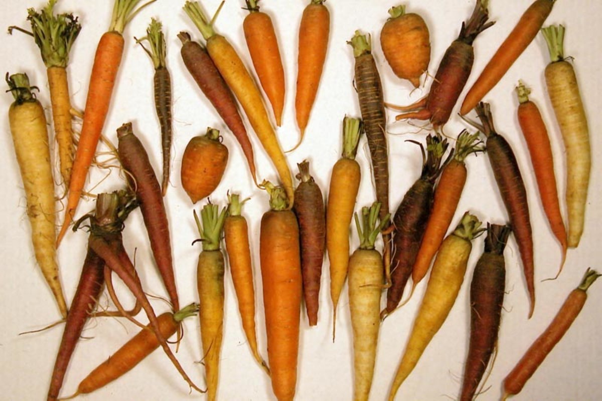 Savory Christmas Carrot Soup