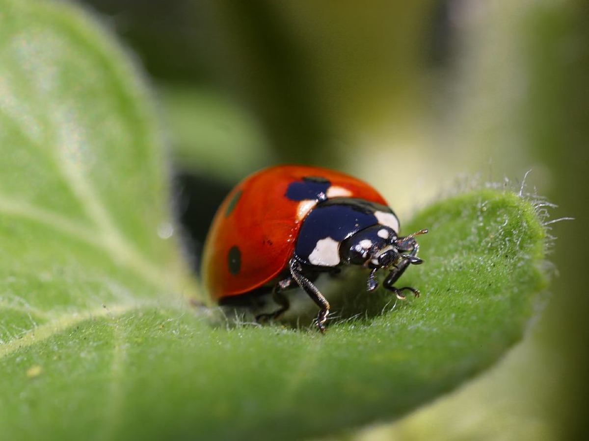 Top Ten Garden Insect Pests of the US and How to Control Them ...
