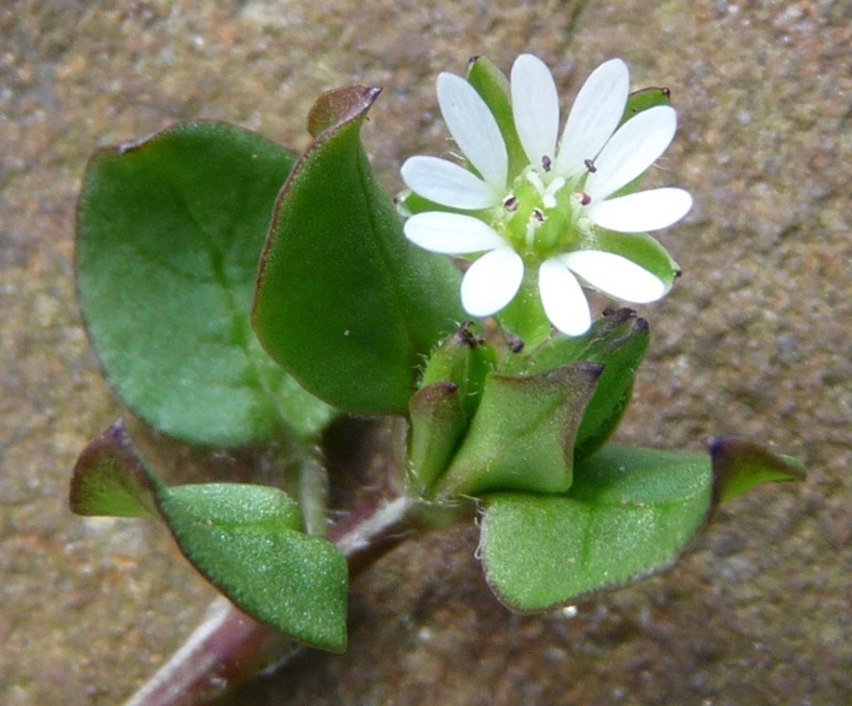 8 Healing Plants for Every Household HubPages