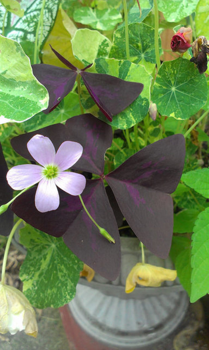 Dark Plants: A Gothic Inspired Garden