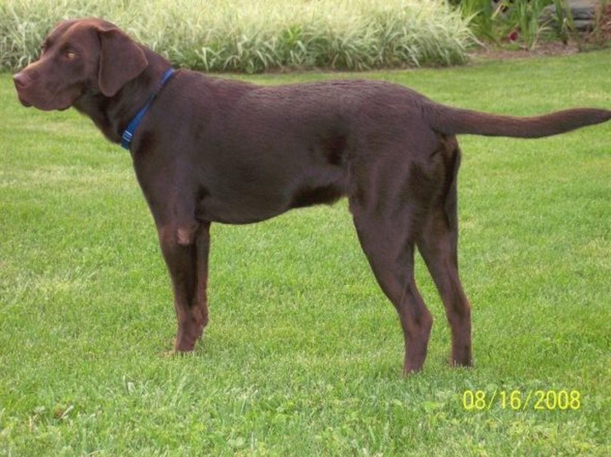 My Chocolate Labrador's Bad Eating and Other Dog Habits HubPages