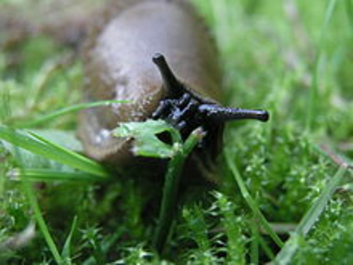 Suburban Hunter: A Story about How to Get Rid of Garden Slugs