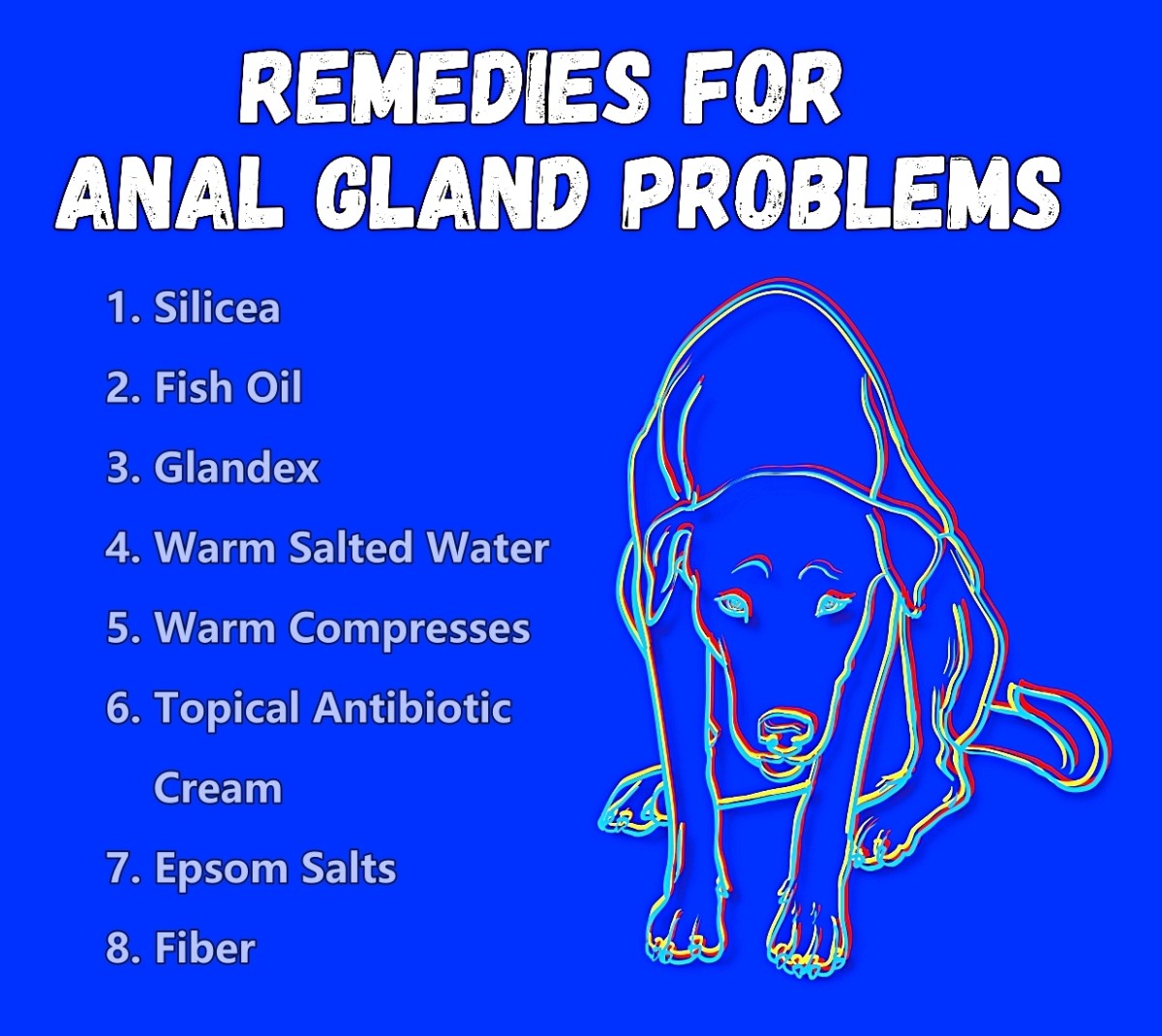 Some Dog Anal Gland Remedies PetHelpful