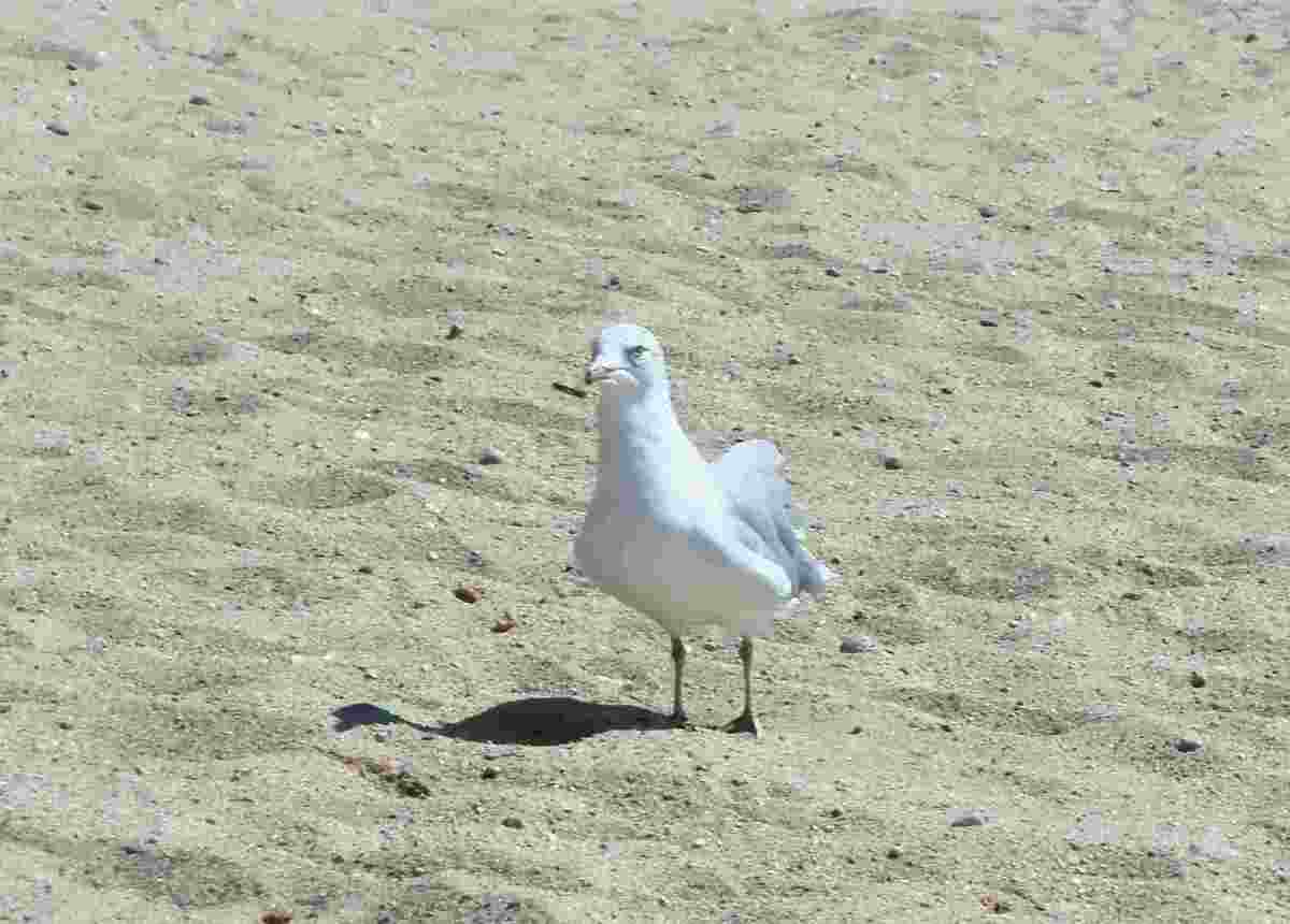 The beaches were empty except for the sea gulls searching for food. The beaches were empty except for the sea gulls searching for food.