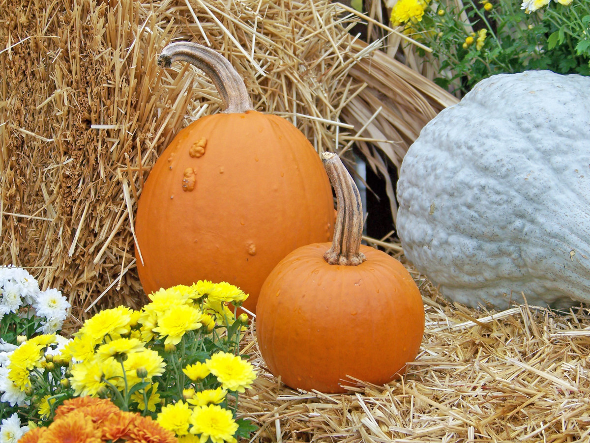 Plant a Pumpkin Seed, Grow Your Own Pumpkin Pies