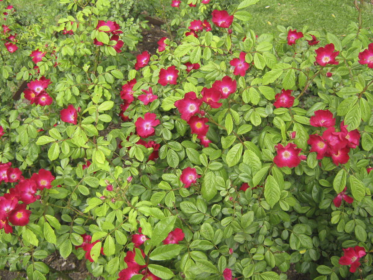 Rose The King Among Flowers HubPages