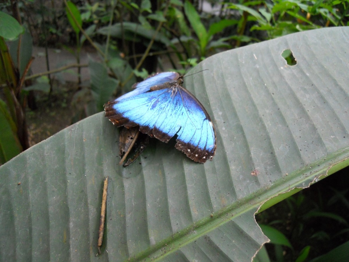 Visit a Butterfly Garden