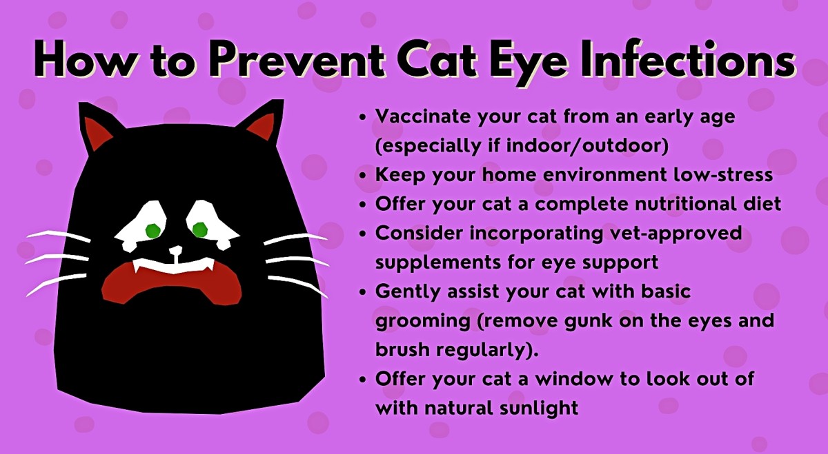 Home Remedies for Cat Eye Problems PetHelpful