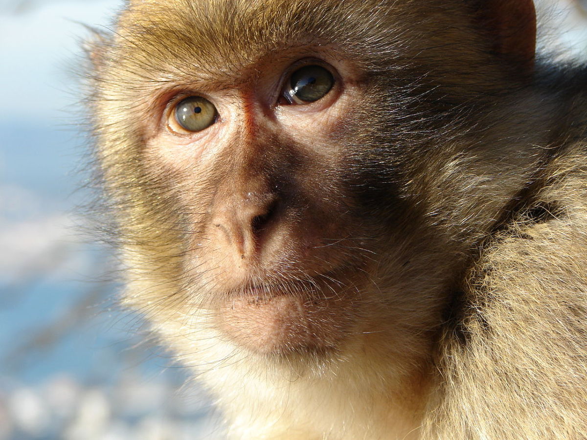 Fight with A Monkey and Two More Stories and Interesting Facts on Flash Fiction