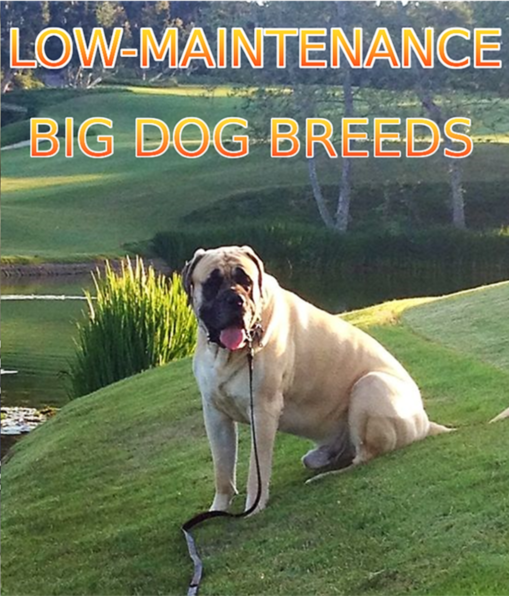 10 Low Maintenance Large Dog Breeds PetHelpful