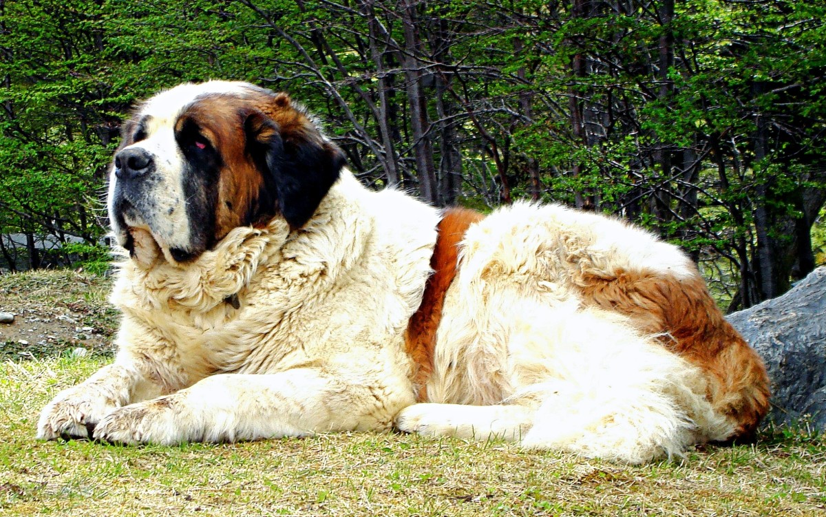 300 lb shops mastiff