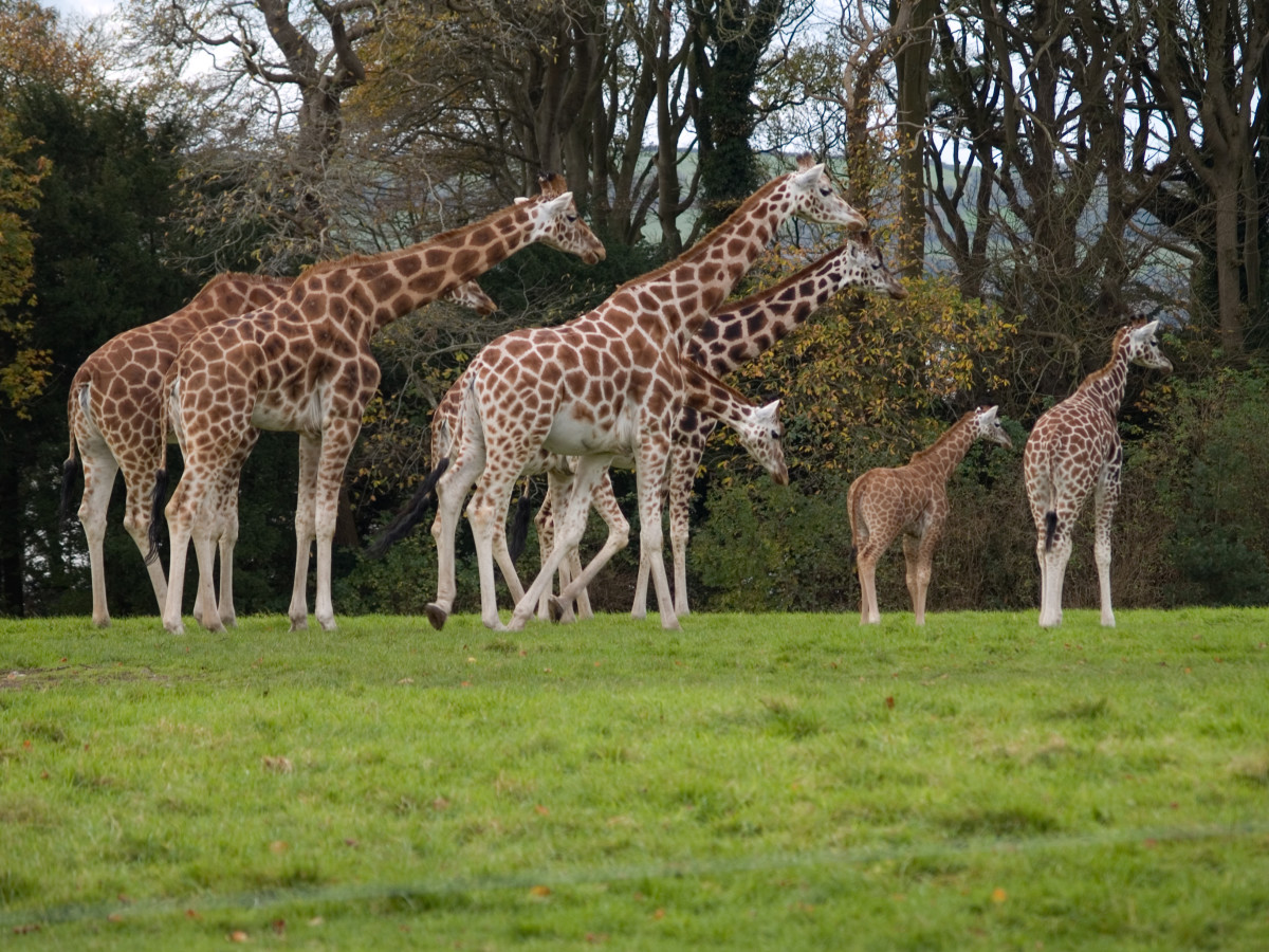 The Jacksonville Zoo