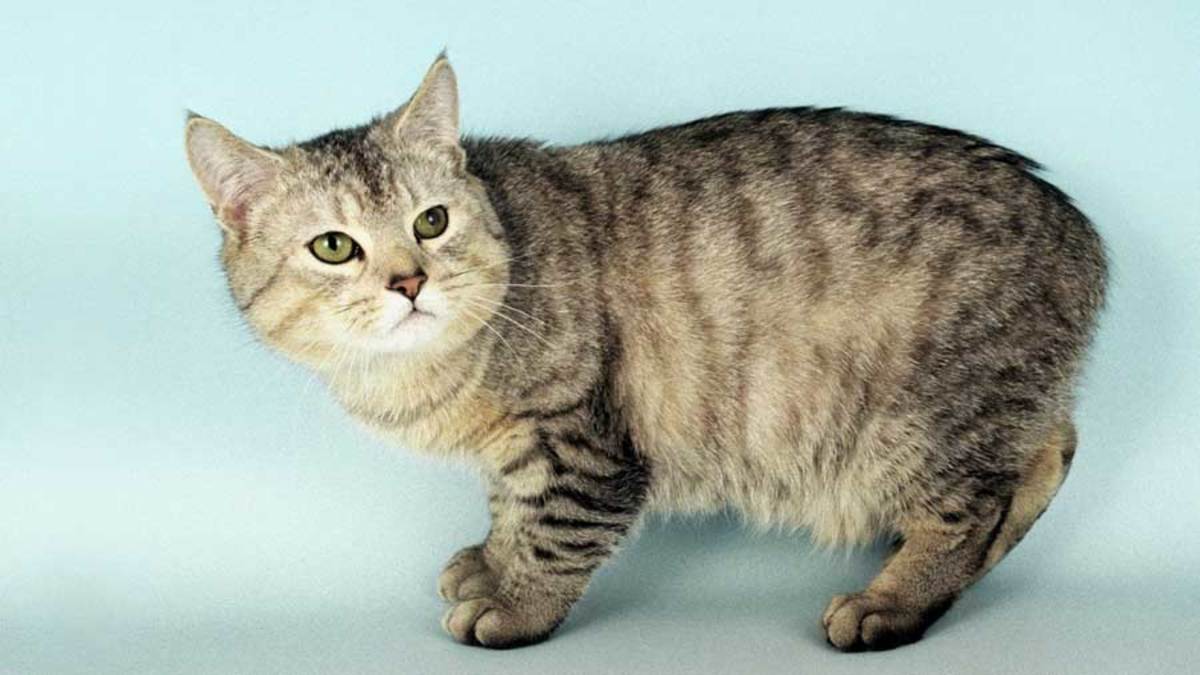 Tailless Wonders: Manx Cats