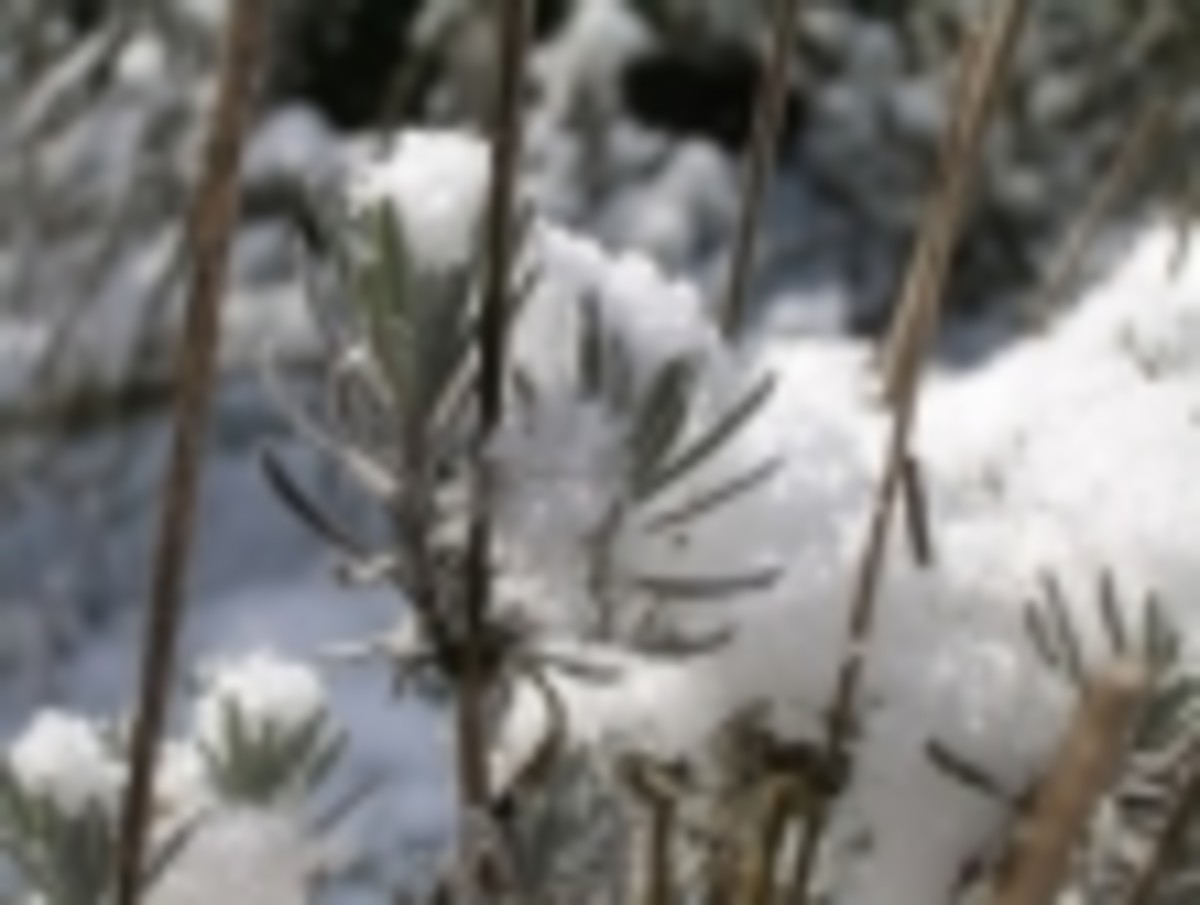 how-to-grow-lavender