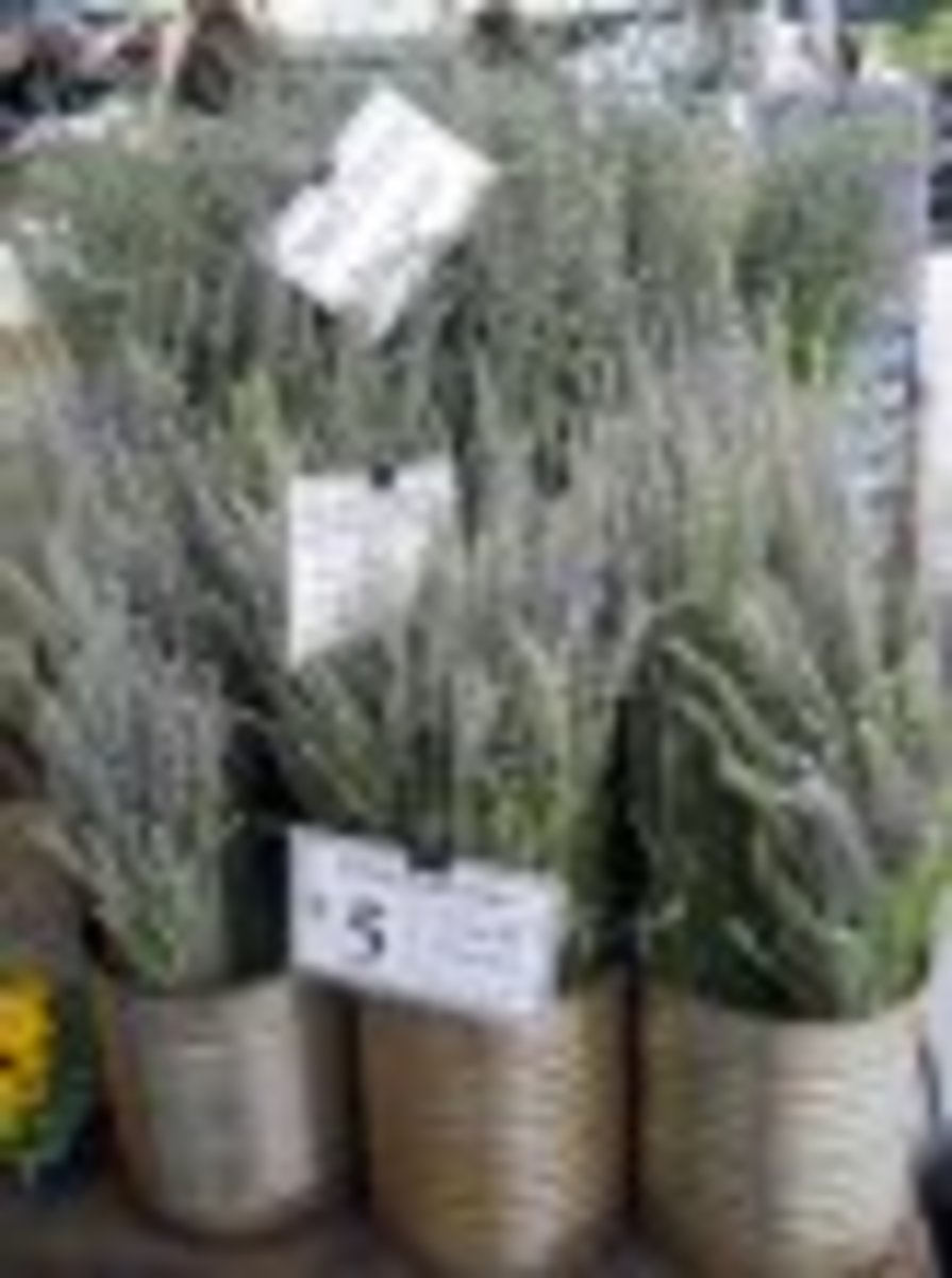 how-to-grow-lavender