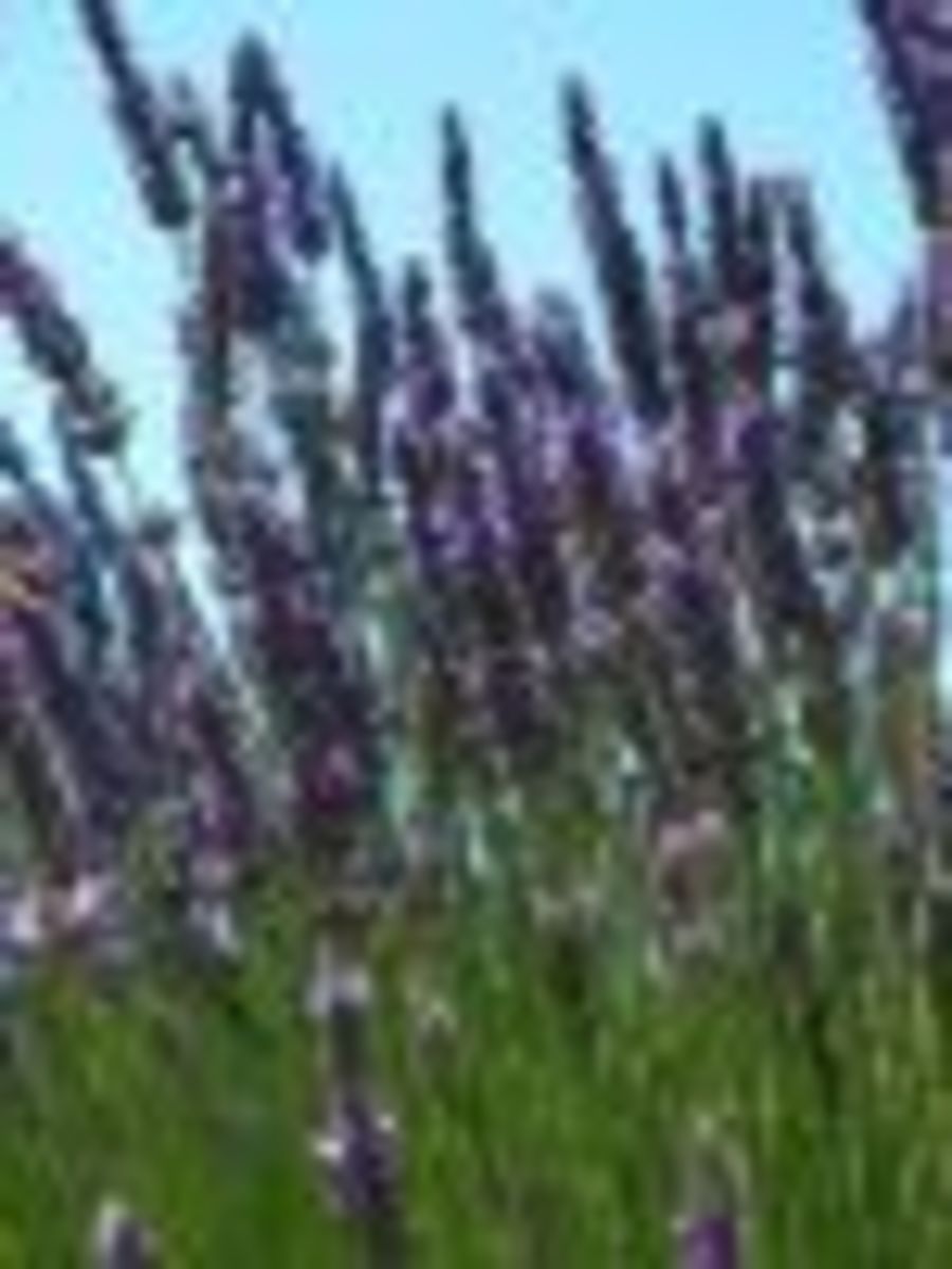 how-to-grow-lavender