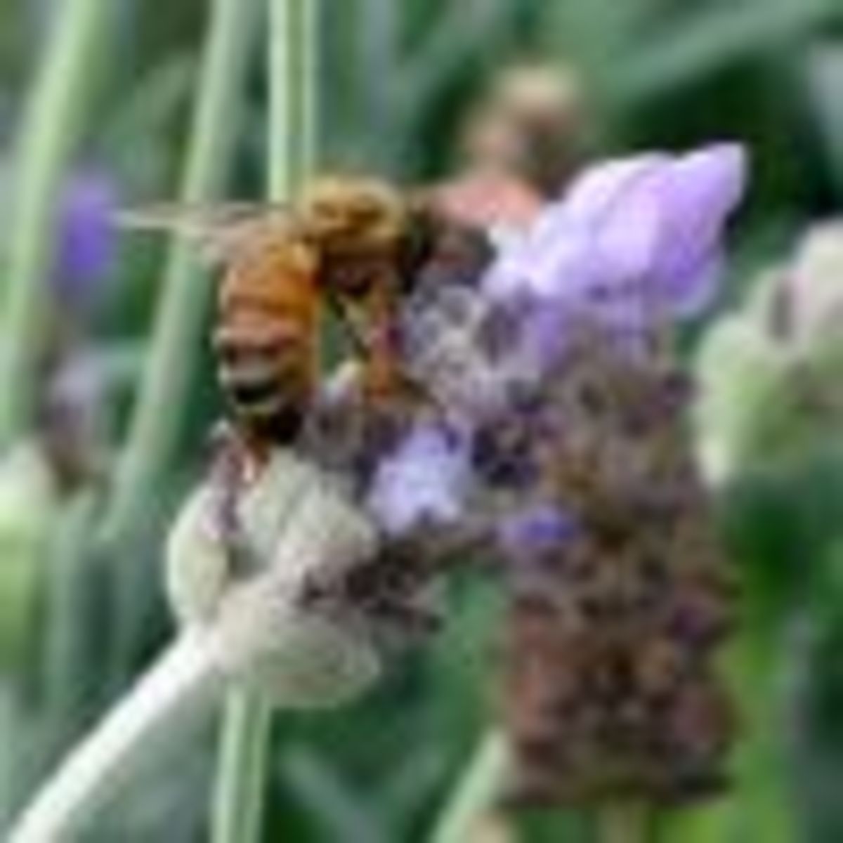 how-to-grow-lavender