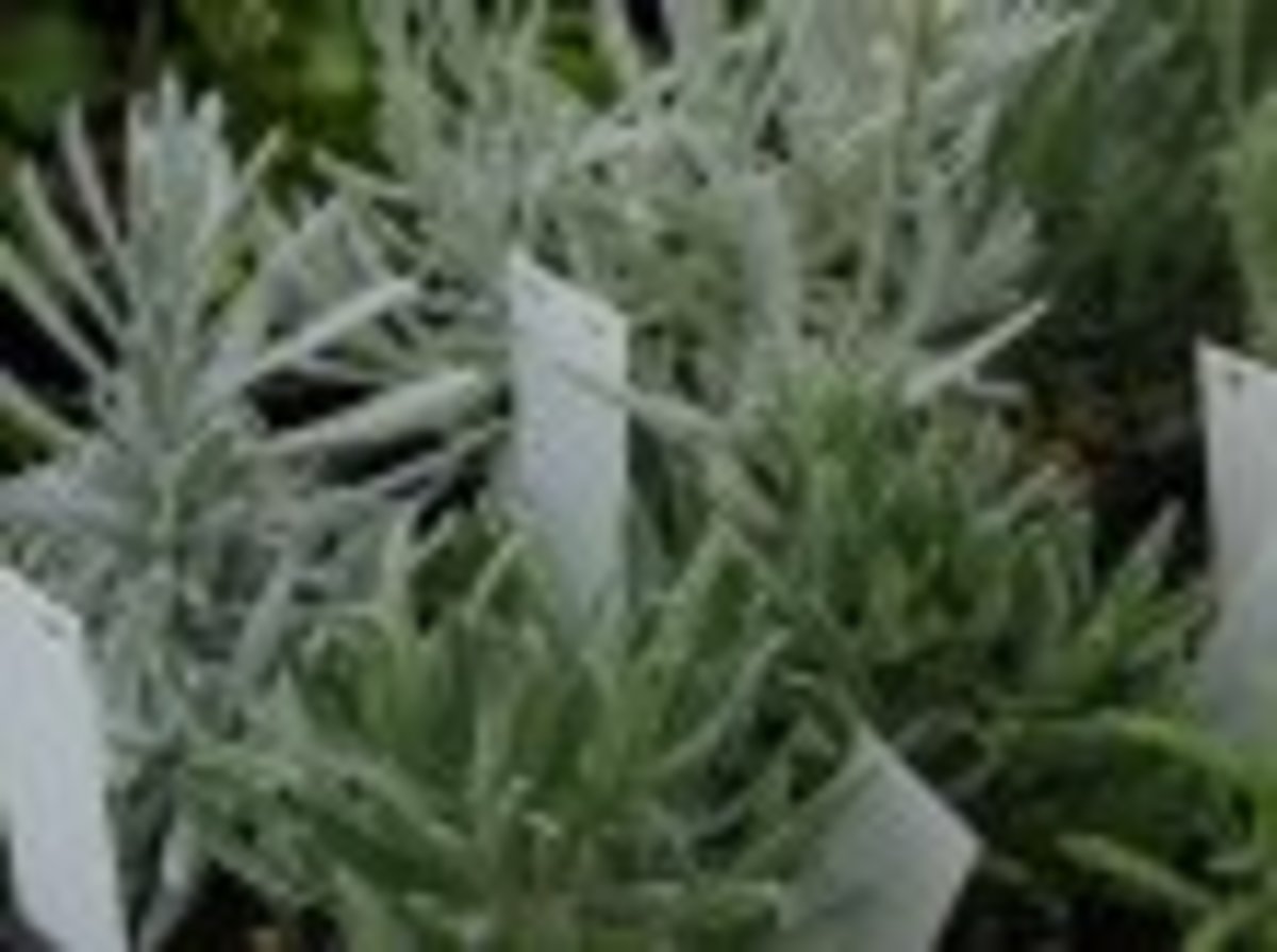 how-to-grow-lavender