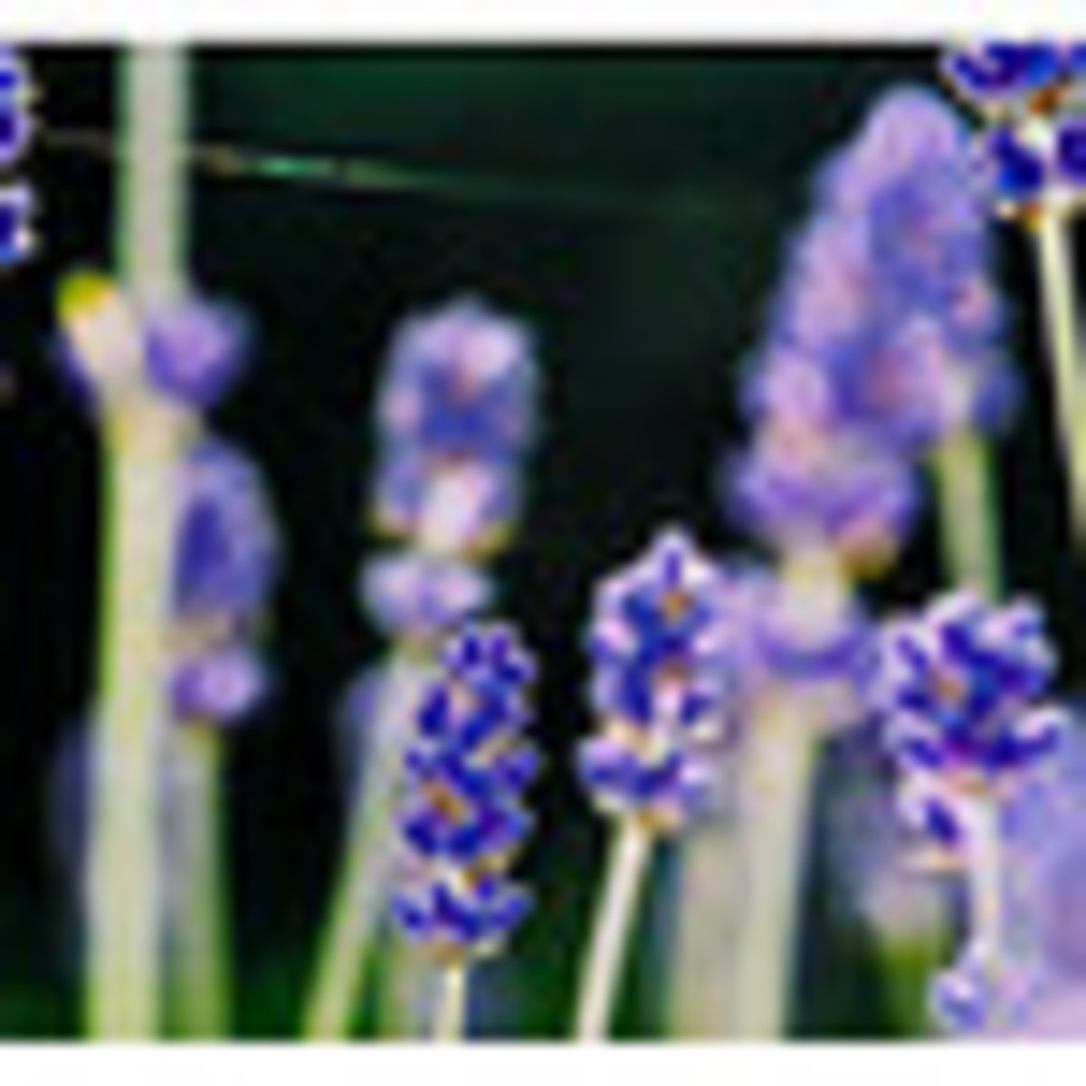 how-to-grow-lavender