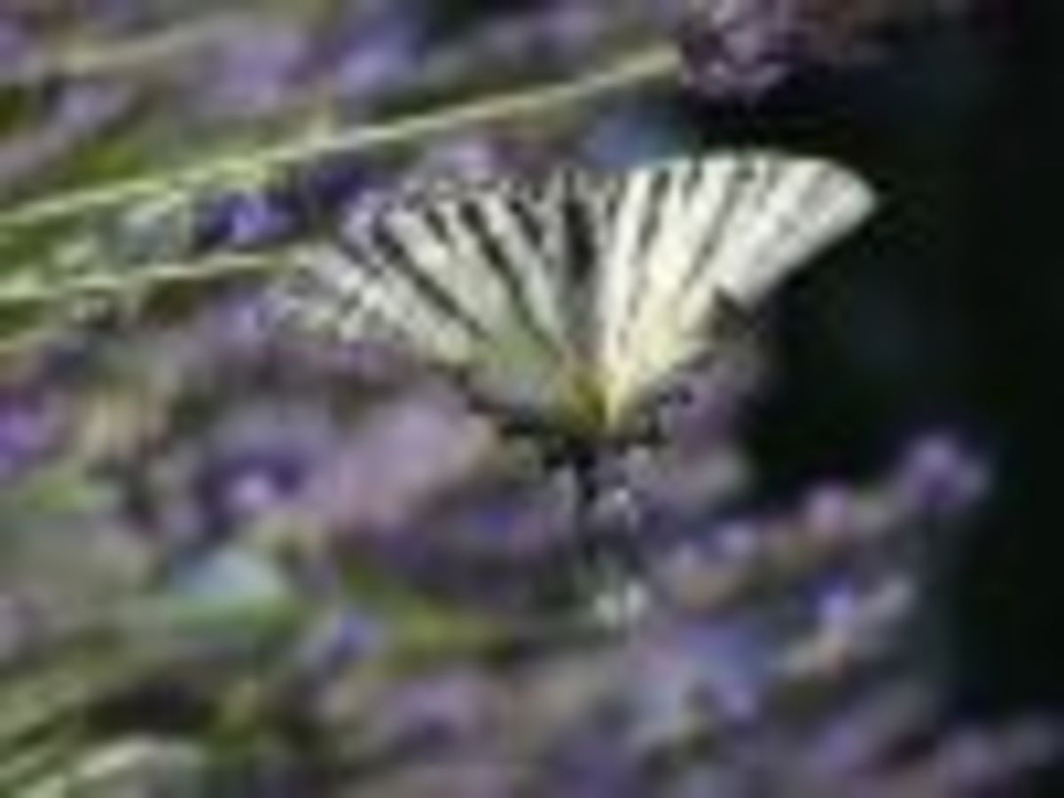how-to-grow-lavender