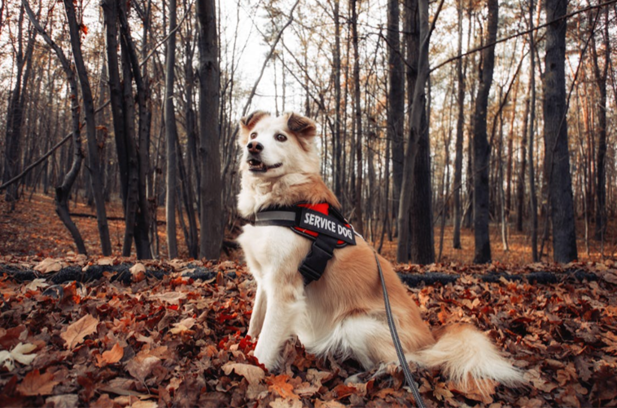 Five Benefits of Using a No-Pull Dog Harness