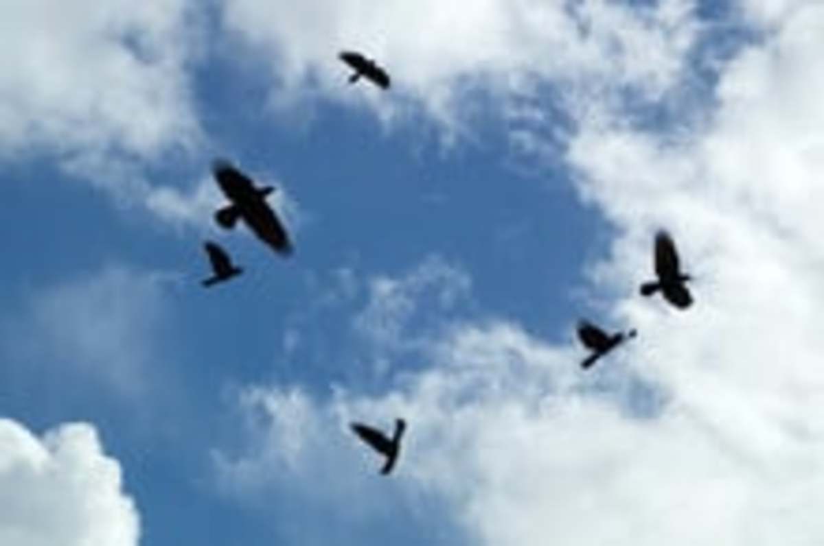 a-murderof-crows
