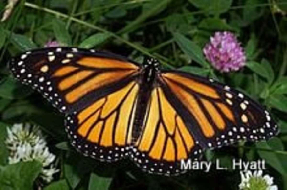 Bring Back The Monarch Butterflies By  Planting  Milkweed In Your Garden.