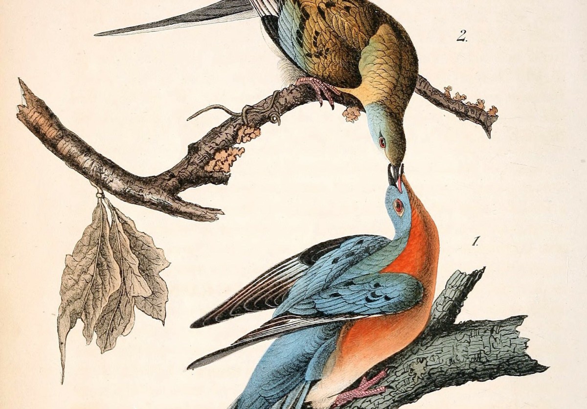 Passenger Pigeons: A Journey From Abundance to Extinction