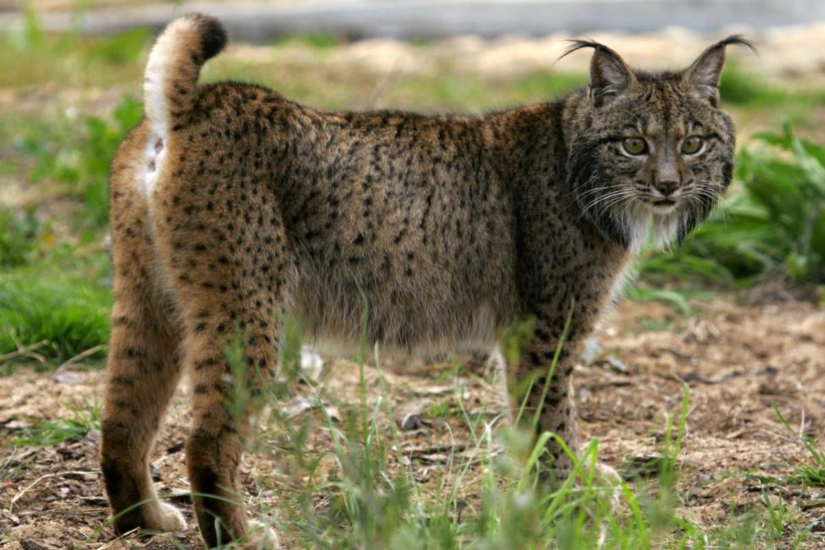 Iberian Lynx: A Cat that Went to the Verge of Extinction and Came Back