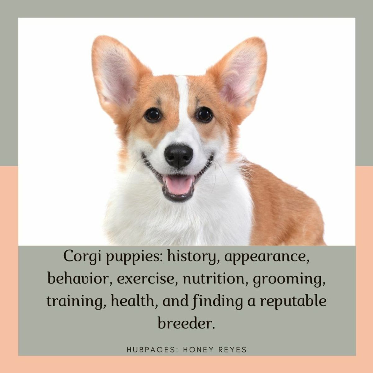 Corgi Puppies: The Complete Guide to This Adorable Breed