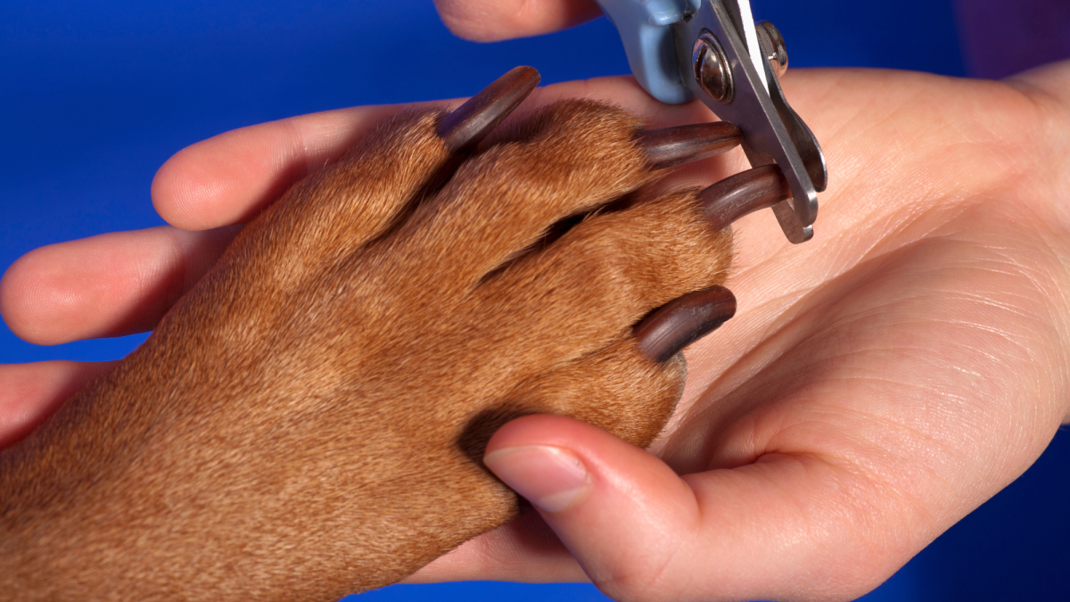 How to Make a Dog's Nail Quick Recede