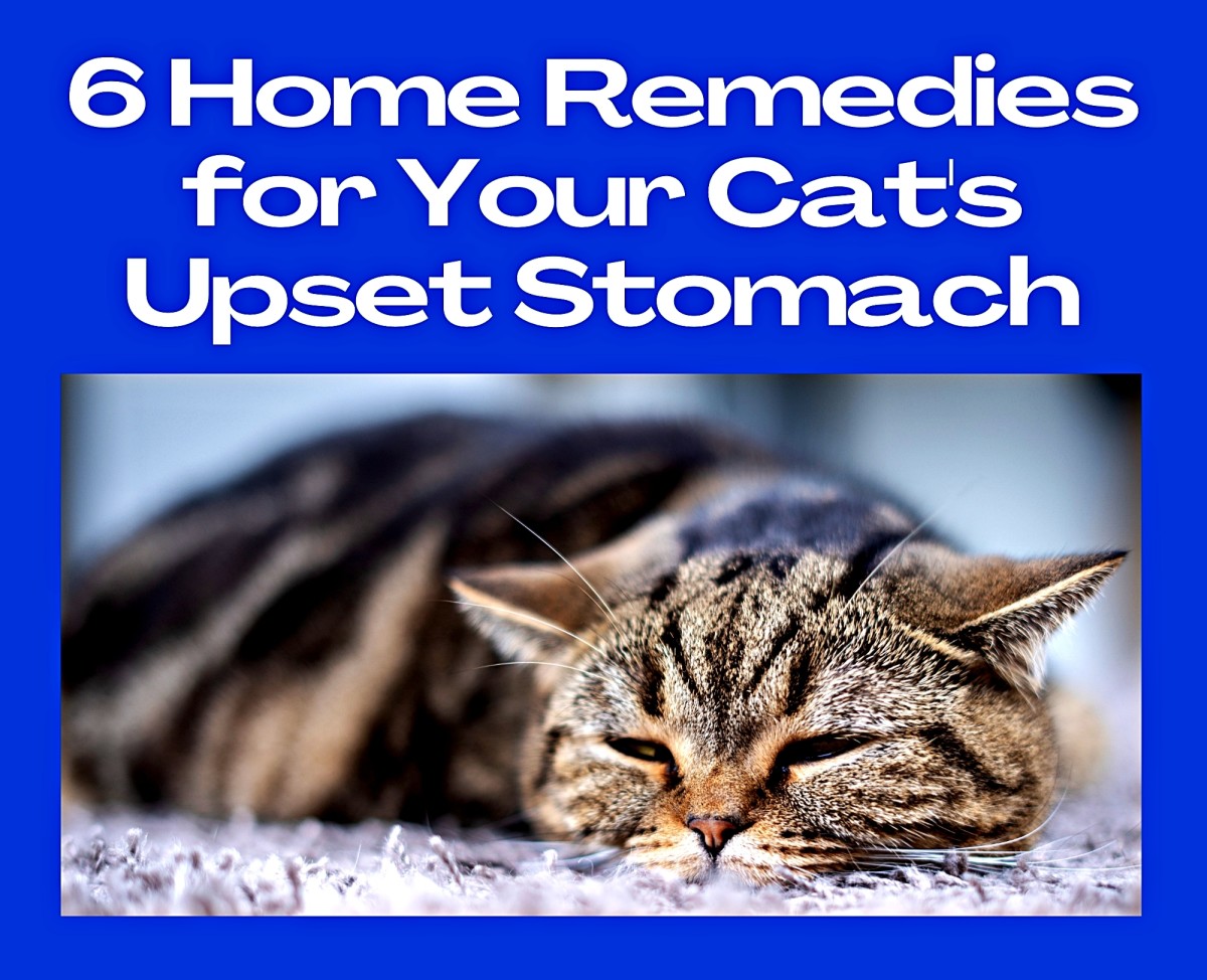 6 Home Remedies for Your Cat's Upset Stomach