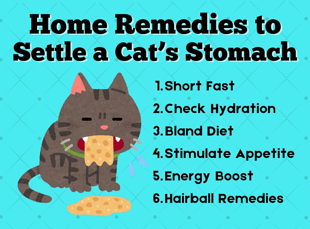 What Can You Give A Cat With An Upset Stomach 6 Home Remedies for Your Cat's Upset Stomach - PetHelpful
