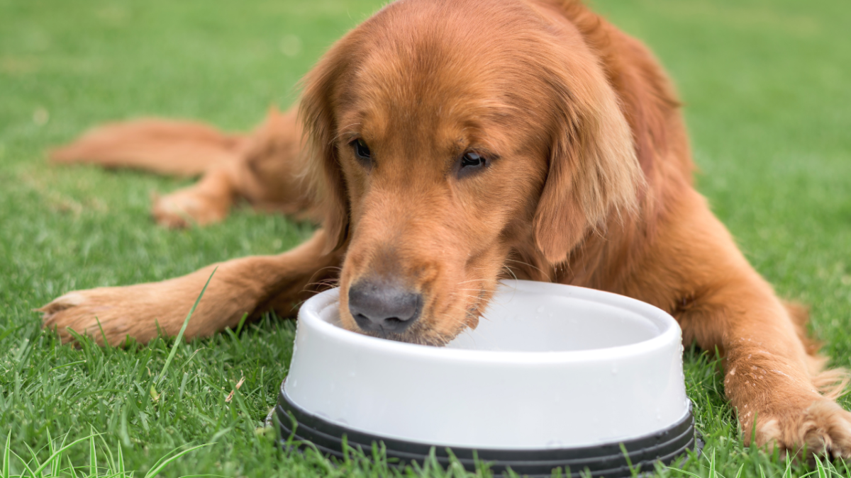 Why Is My Dog So Thirsty All of a Sudden?