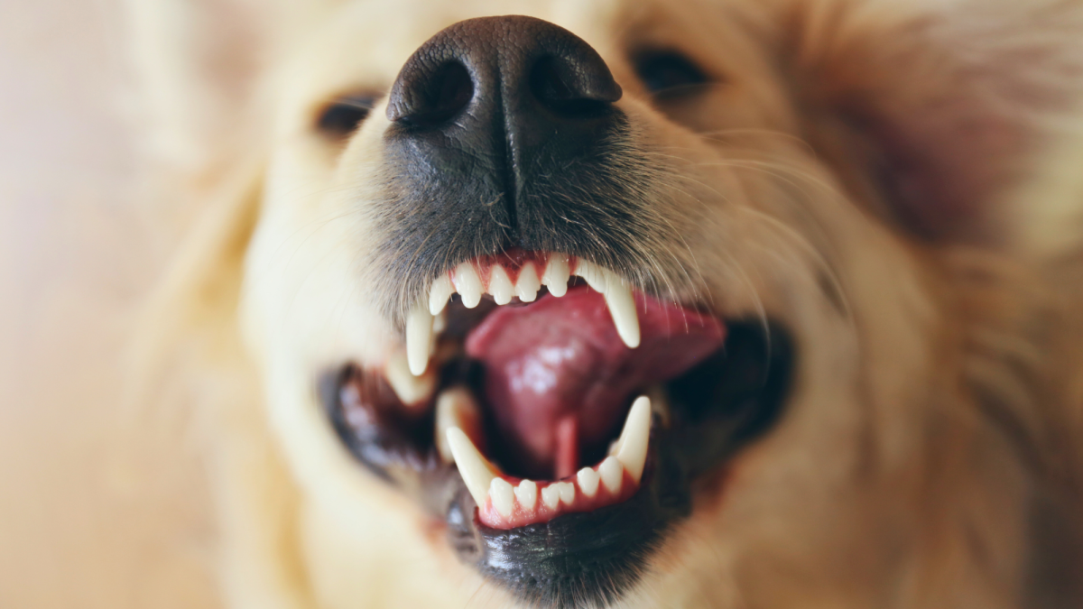 10 Causes of Dogs Foaming at the Mouth