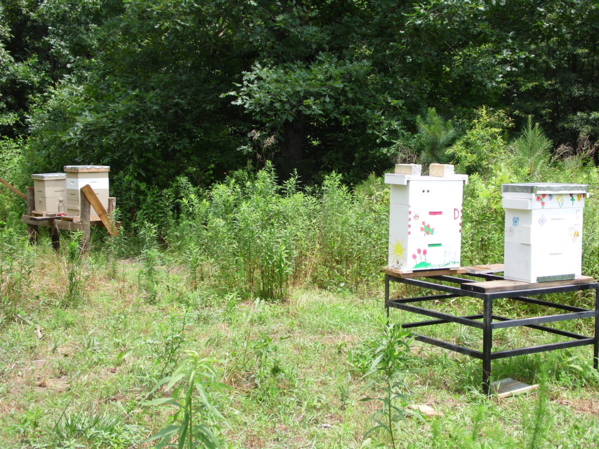 Hives in our Caney Creek Honey bee yard, near Carrollton, Georgia. Hives in our Caney Creek Honey bee yard, near Carrollton, Georgia.