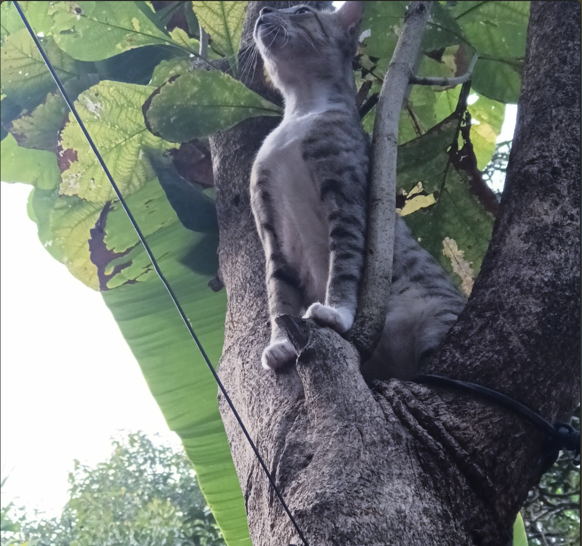 Cats Often Climb Trees; Are They Playing or Fleeing a Threat?